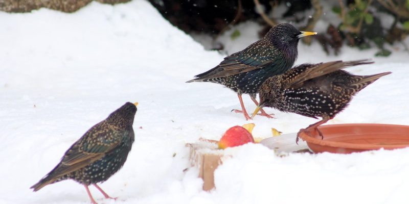 What journey insurance coverage insurance policies are greatest for snowbirds?
